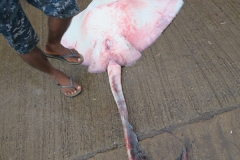 Marché aux poissons de Negombo