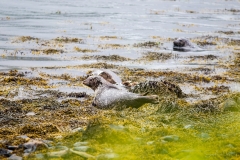 Kyerhea Otter Haven