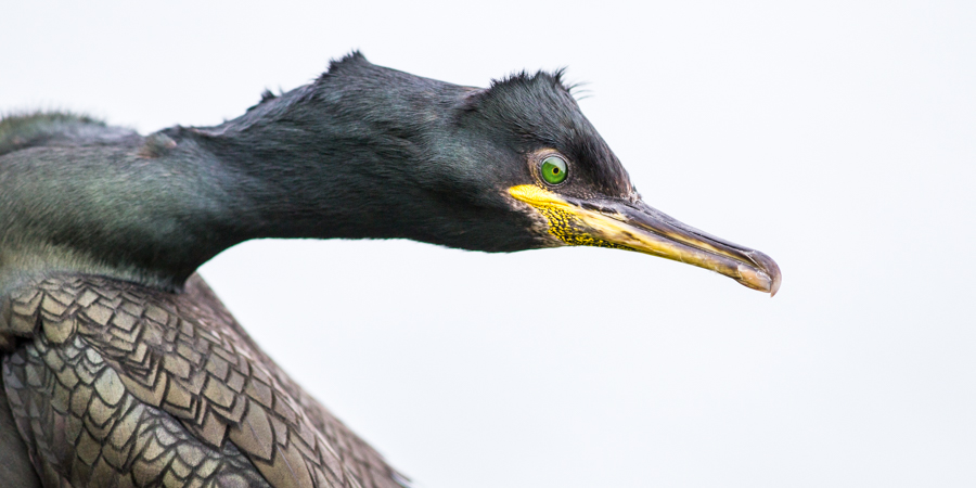 Lunga - cormoran