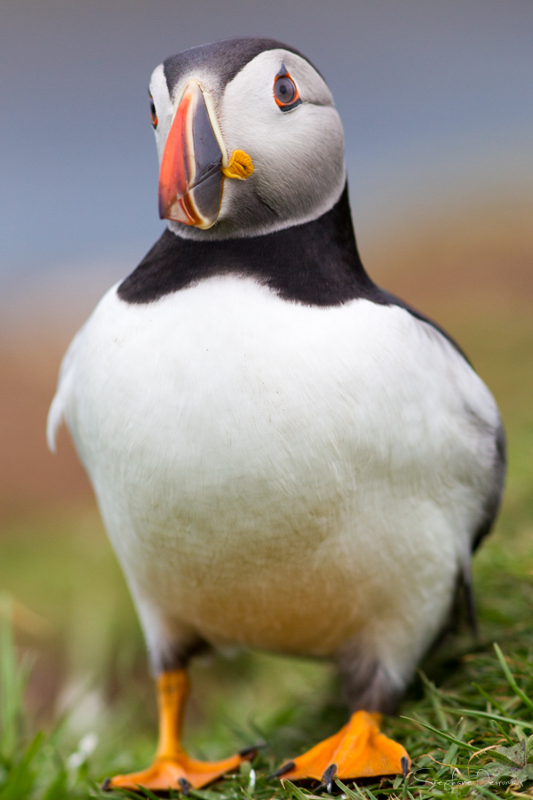 Lunga - Pingouin de Torda